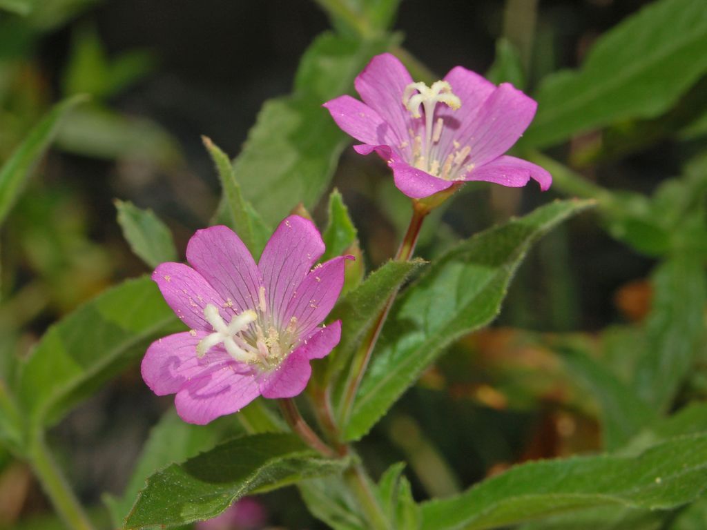 Dei bei fiori rosa - Epilobium hirsutum